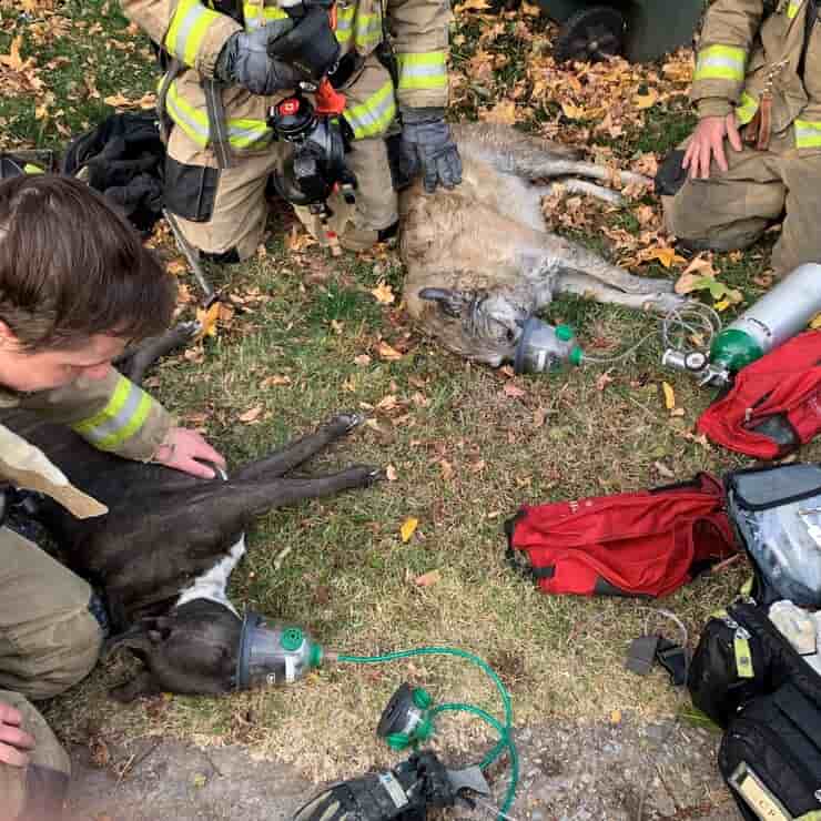 dos perros y un gato salvados de un incendio en una casa (Foto Facebook)