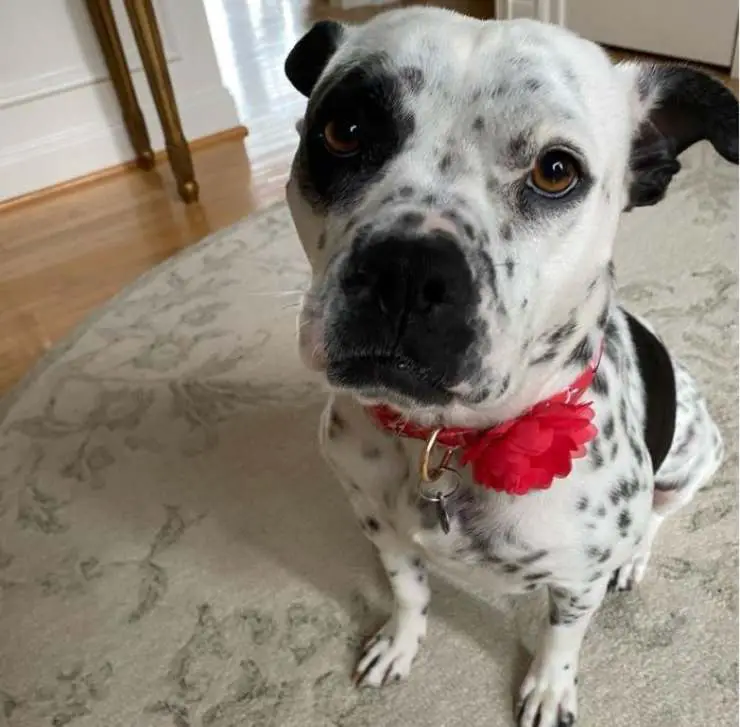 Coraje perro entra a casa