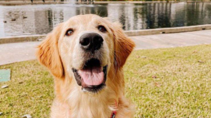 El cachorro estrella de Instagram