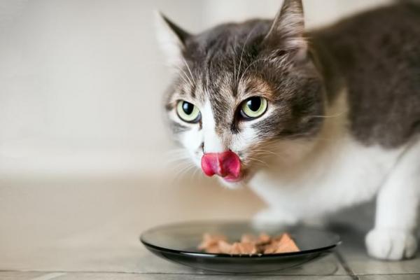 Comida húmeda para gatos - Mejores marcas y recetas caseras - Vida con  Mascotas ▷➡️