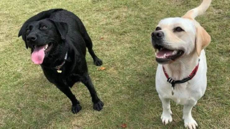 Los dos perros rescatados