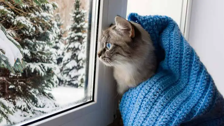 el olor del dueño no consuela al gato solo en la casa