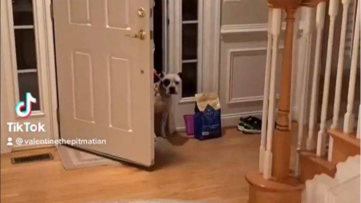 Coraje perro entra a casa