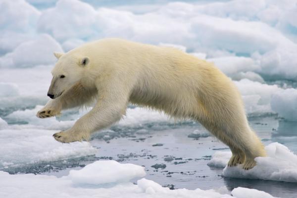 ¿Dónde vive el oso polar?