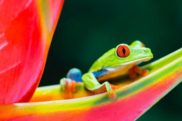 Diferencias entre reptiles y anfibios: cómo se reproducen los reptiles y anfibios