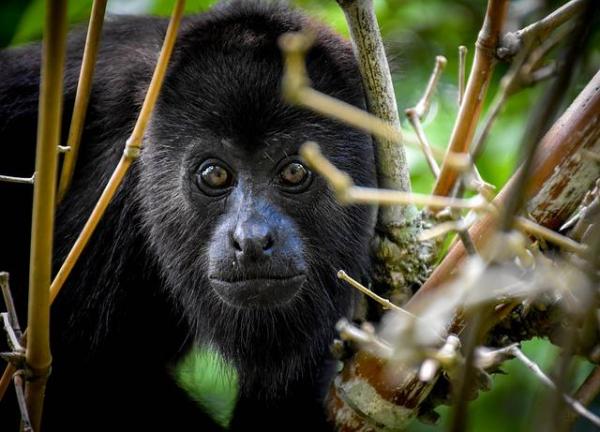 Animales de Costa Rica - Aluatta de manto (Alouatta palliata)