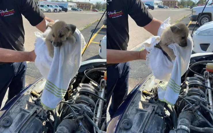 cachorro de perro esconde el motor del coche