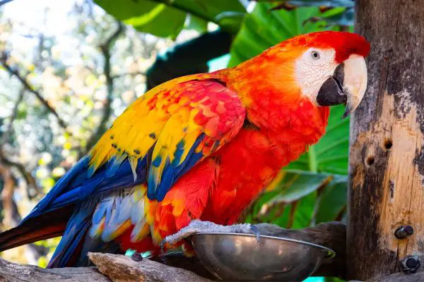 ¿Cuánto tiempo vive un loro? ¿Cuánto tiempo vive un loro en su hábitat natural?