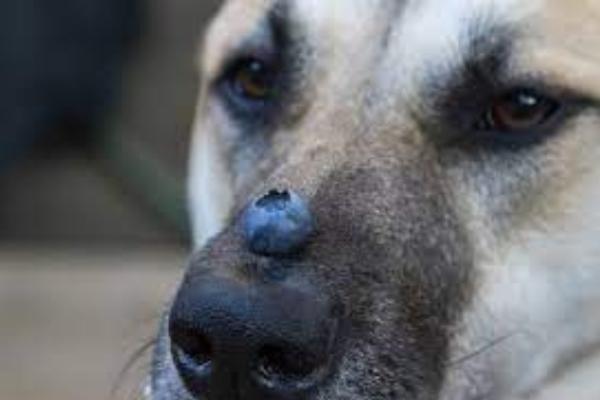 ¿Pueden los perros comer arándanos? - Qué saber antes de regalar arándanos a tu perro