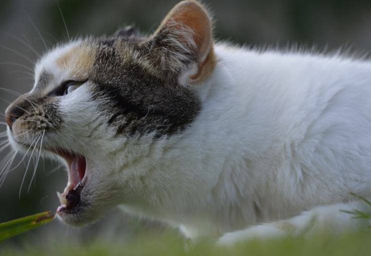 gato sopla