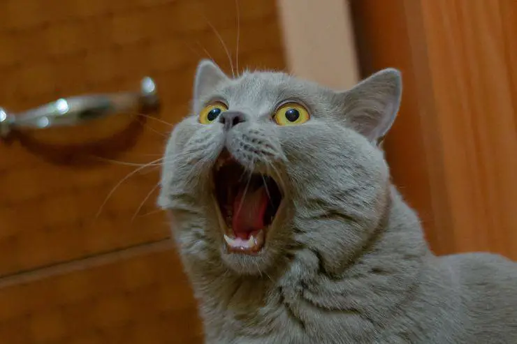 porque el gato sopla