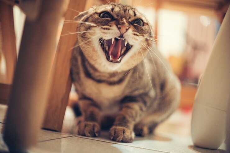 gato soplando