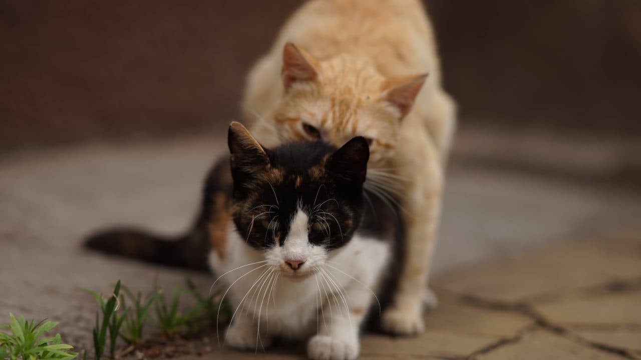 gato acepta apareamiento macho (1)