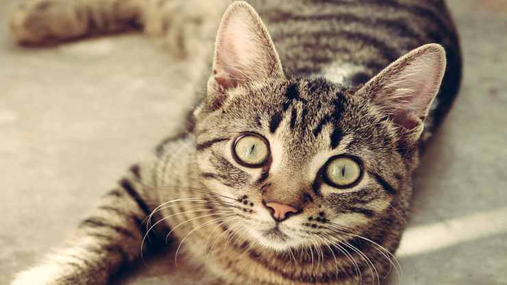 gato de mirada vivaz (Foto Pixabay)
