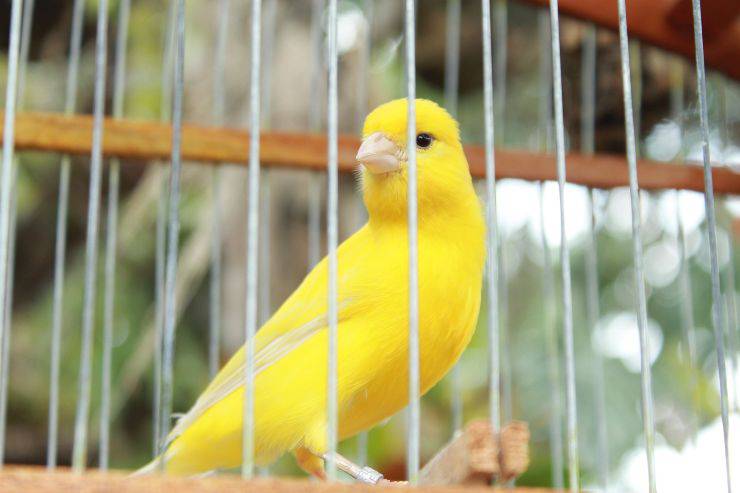 Muerte súbita del canario Muerte súbita del canario