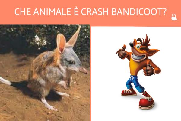 Qué animal es Crash Bandicoot? - Vida con Mascotas ▷➡️