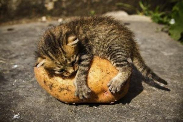¿Pueden los gatos comer patatas? - ¿Pueden los gatos comer patatas cocidas?