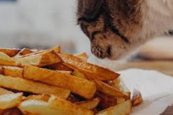 ¿Pueden los gatos comer patatas? - ¿Pueden los gatos comer patatas fritas en bolsas?