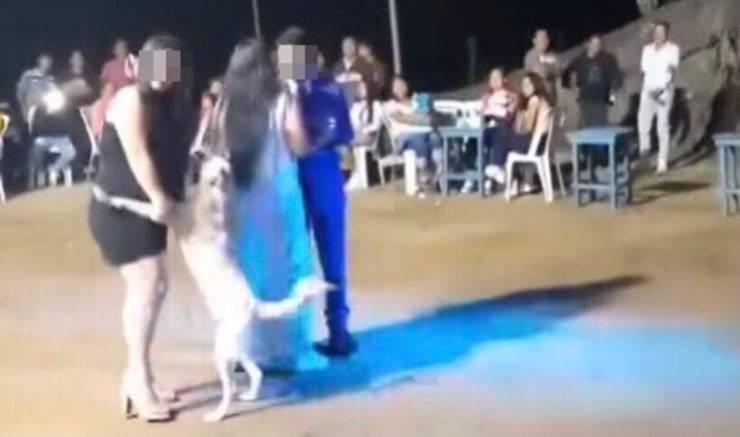 El perrito es muy buen bailarín (Pantalla video)