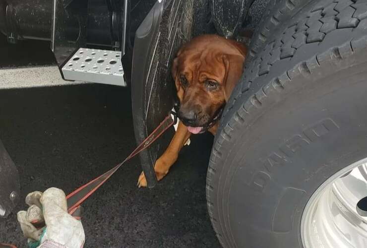 El perro atorado debajo de la camioneta (Foto Facebook)