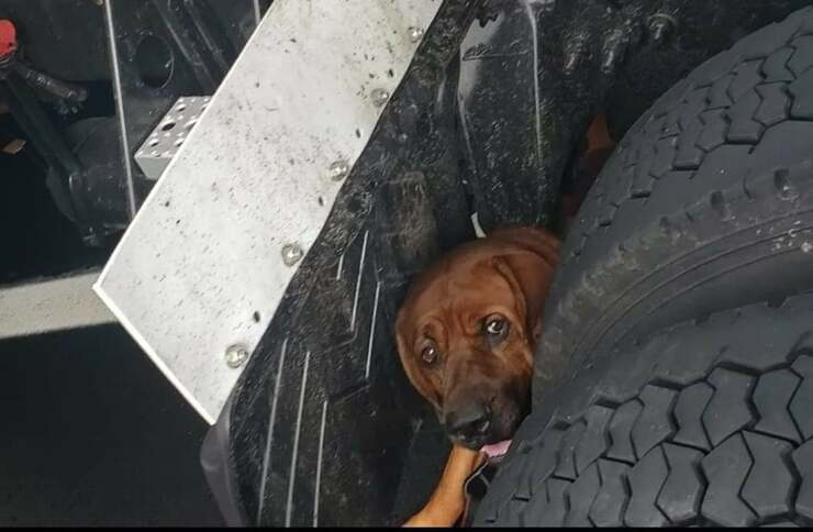 El perro debajo del camión (Foto Facebook)