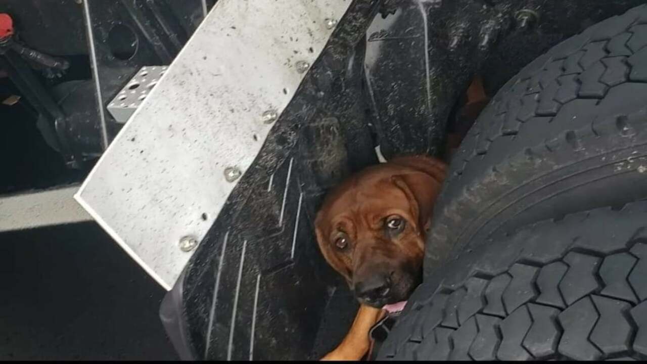 El perro aterrorizado se refugia debajo del camión en la carretera (FOTO)