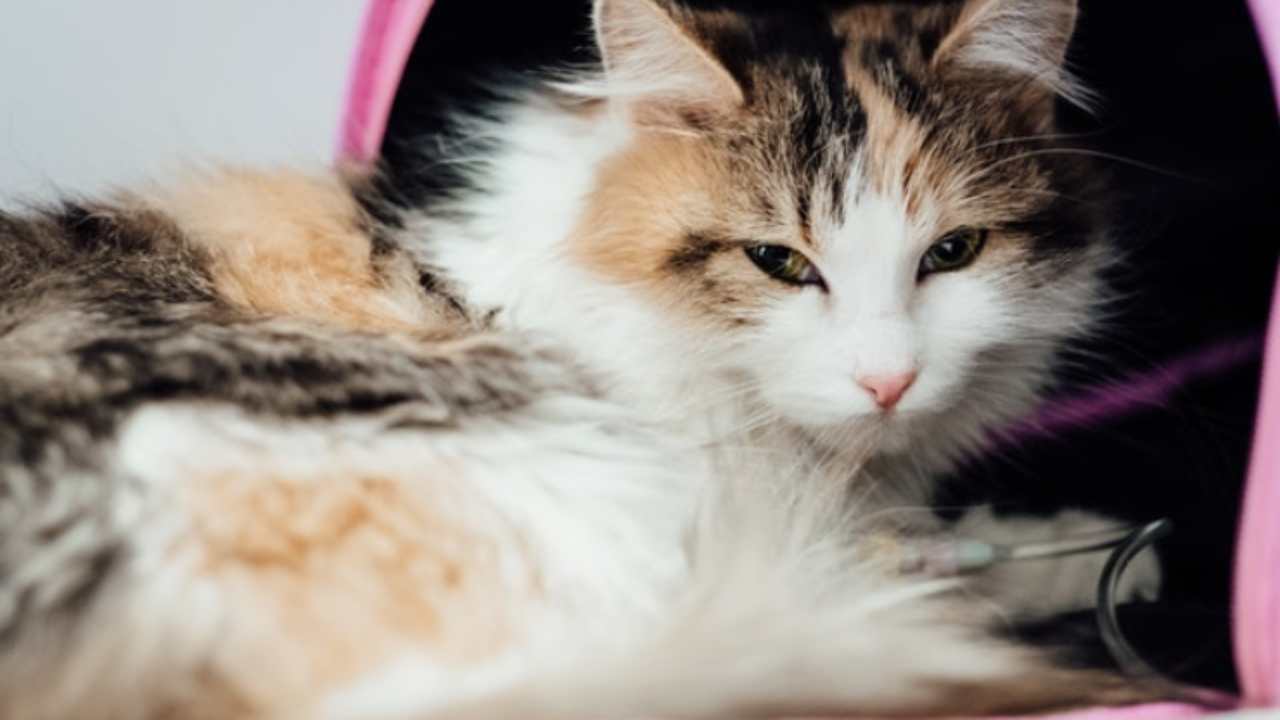 Síndrome de cauda equina en gatos: todo lo que debes saber