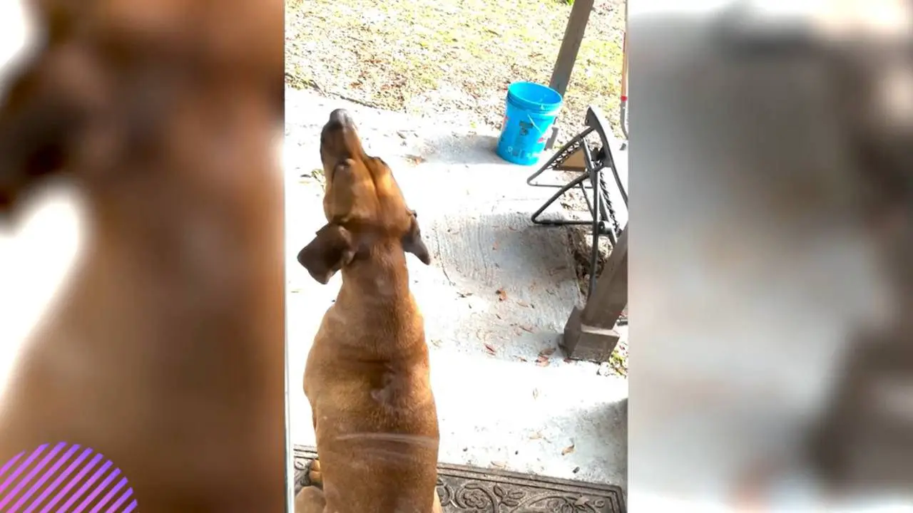 Perro imita la sirena de la policía con su aullido: el VIDEO enloquece la web