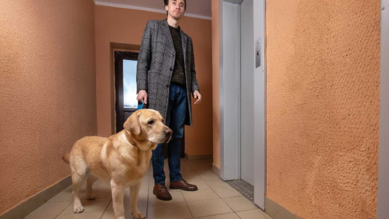 El perro le tiene miedo al ascensor: por qué y cómo ayudar a Fido