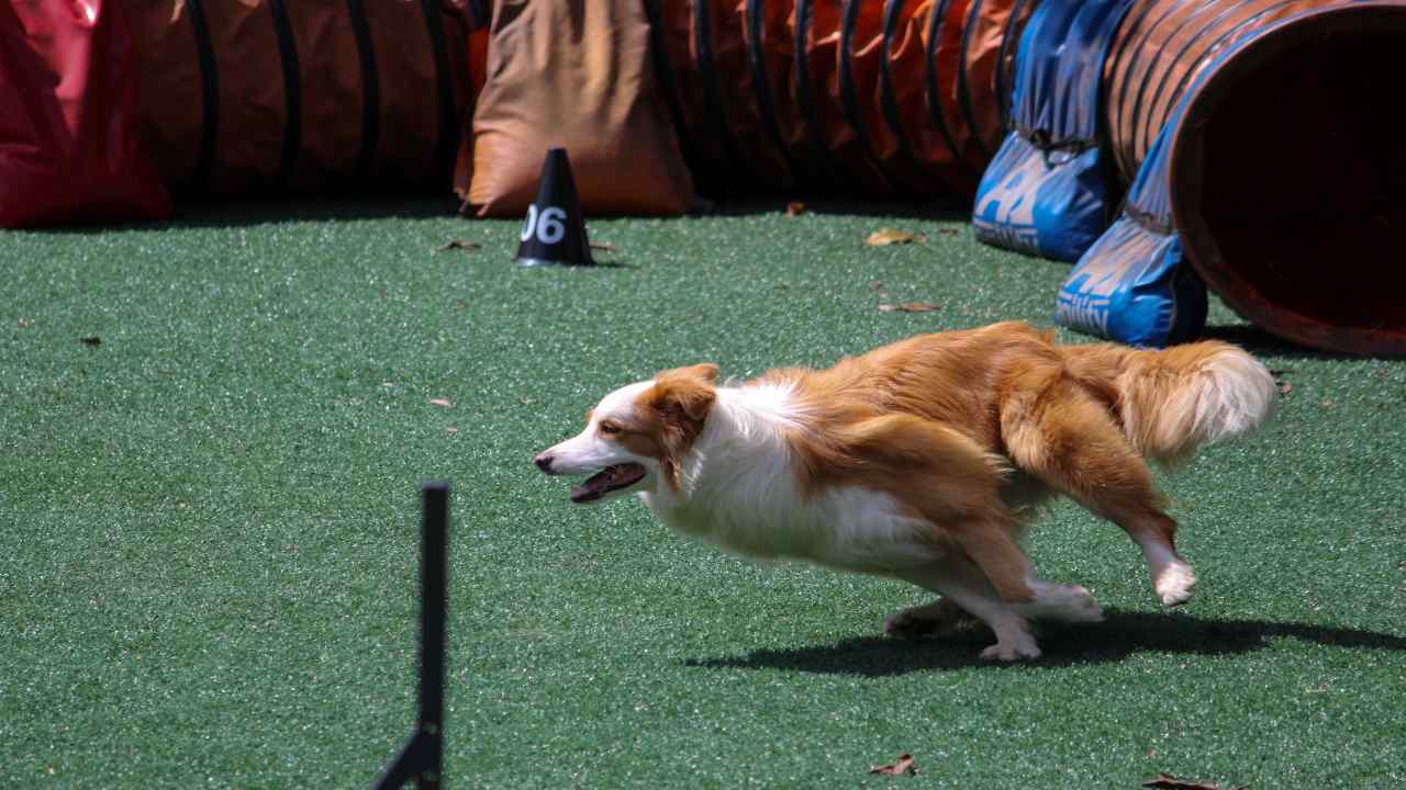 Hoopers para perros: lo que debes saber sobre el deporte para los peludos