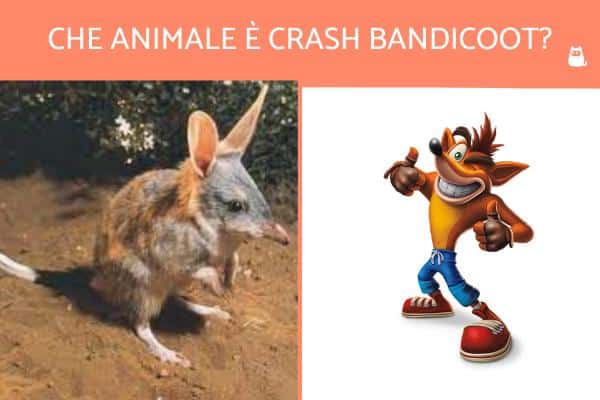 ¿Qué animal es Crash Bandicoot?