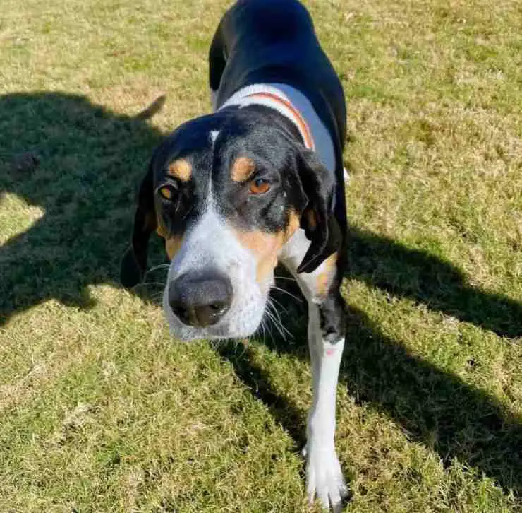 hoyo de lodo abandonado por perrito
