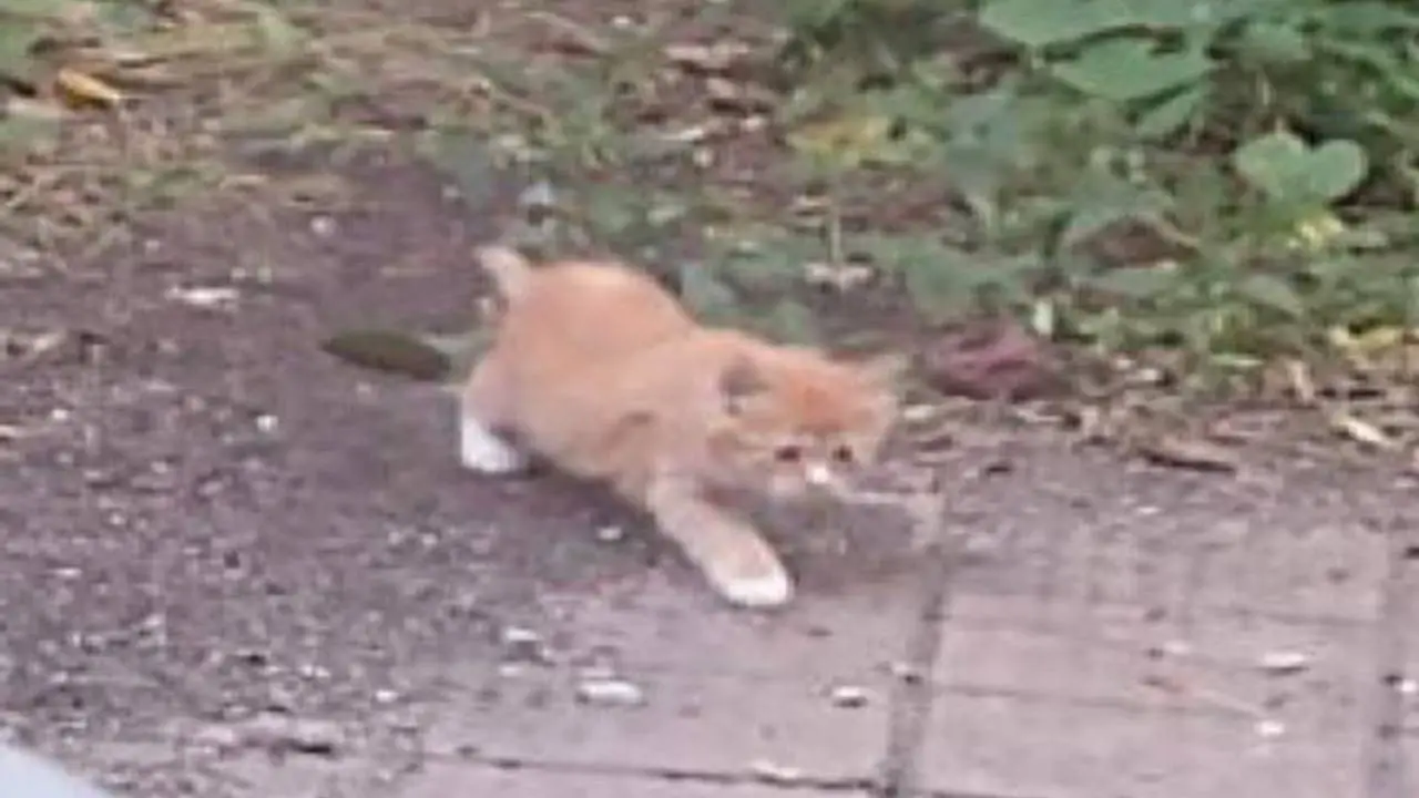 Un gatito callejero va en busca de comida pero encuentra una familia maravillosa