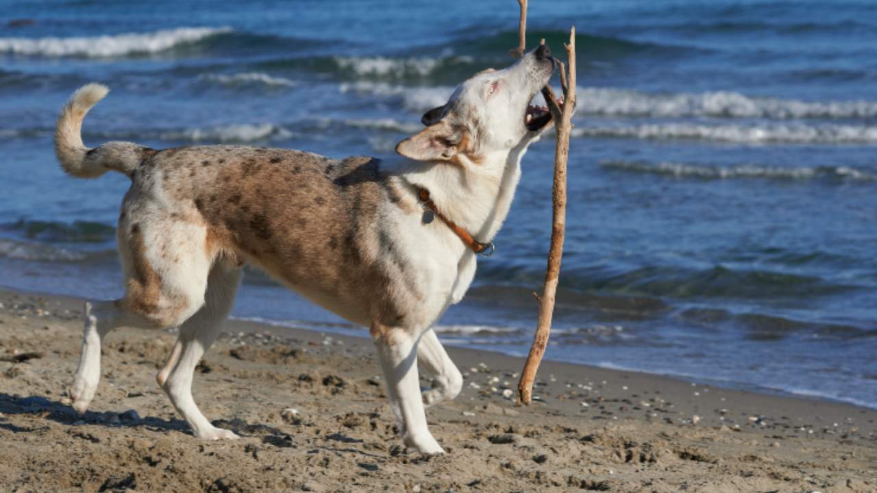 Curiosidades sobre el Perro de Oropa: orígenes, información y curiosidades sobre la raza