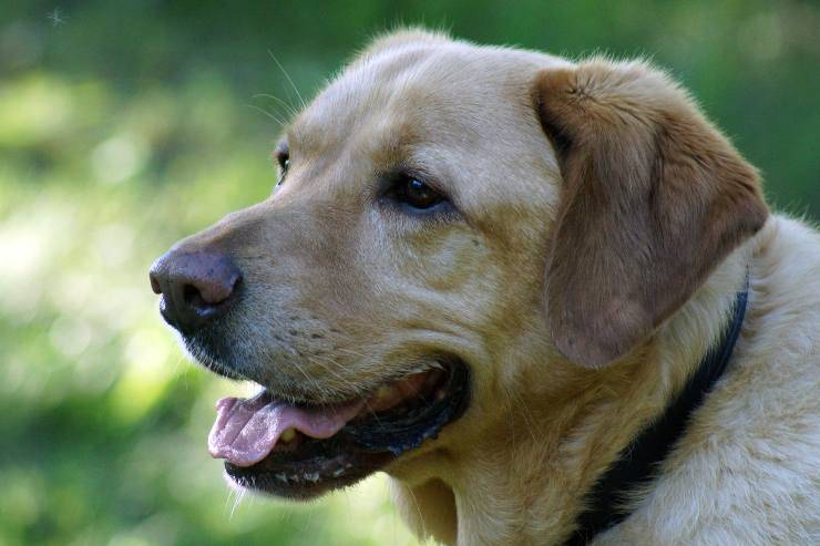 Fido feliz en la naturaleza