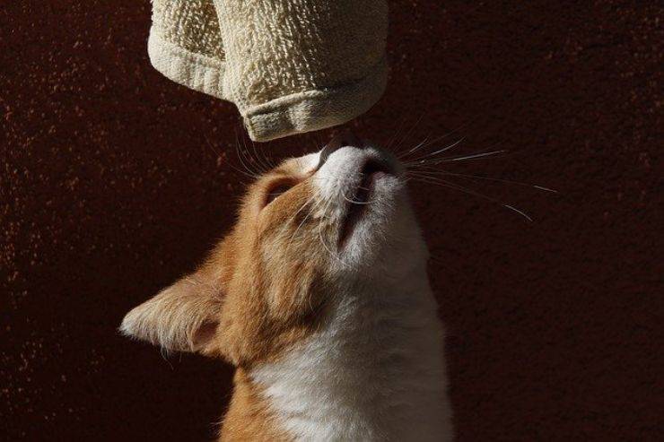 gato olfatea