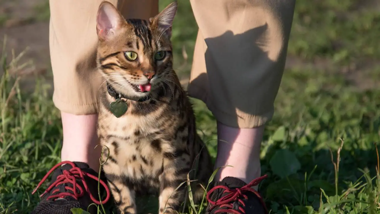 Gato bengalí a los pies de su compañero humano ¿Por qué los gatos lamen el aire?