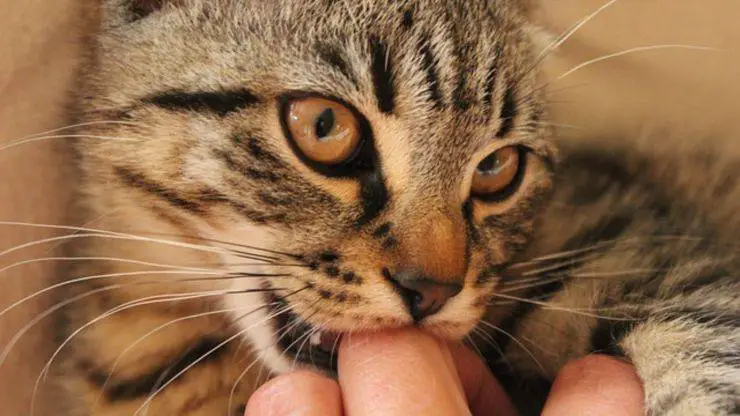 gato muerde patadas en la mano