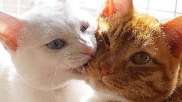gato muerde la mejilla de otro gato