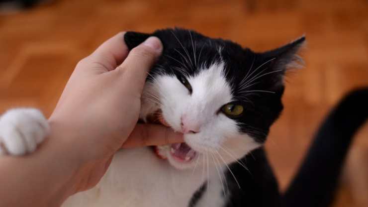 Cómo enseñar a un gato a ser amable
