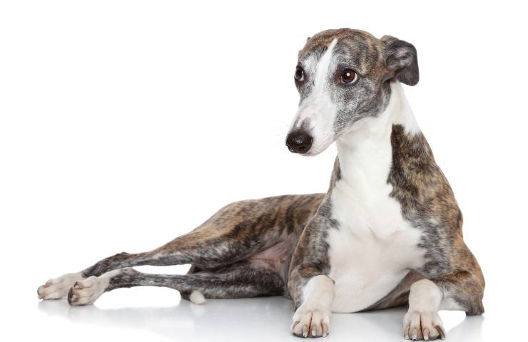 galgo