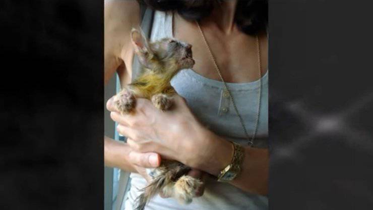 gato desfigurado niña rescatada