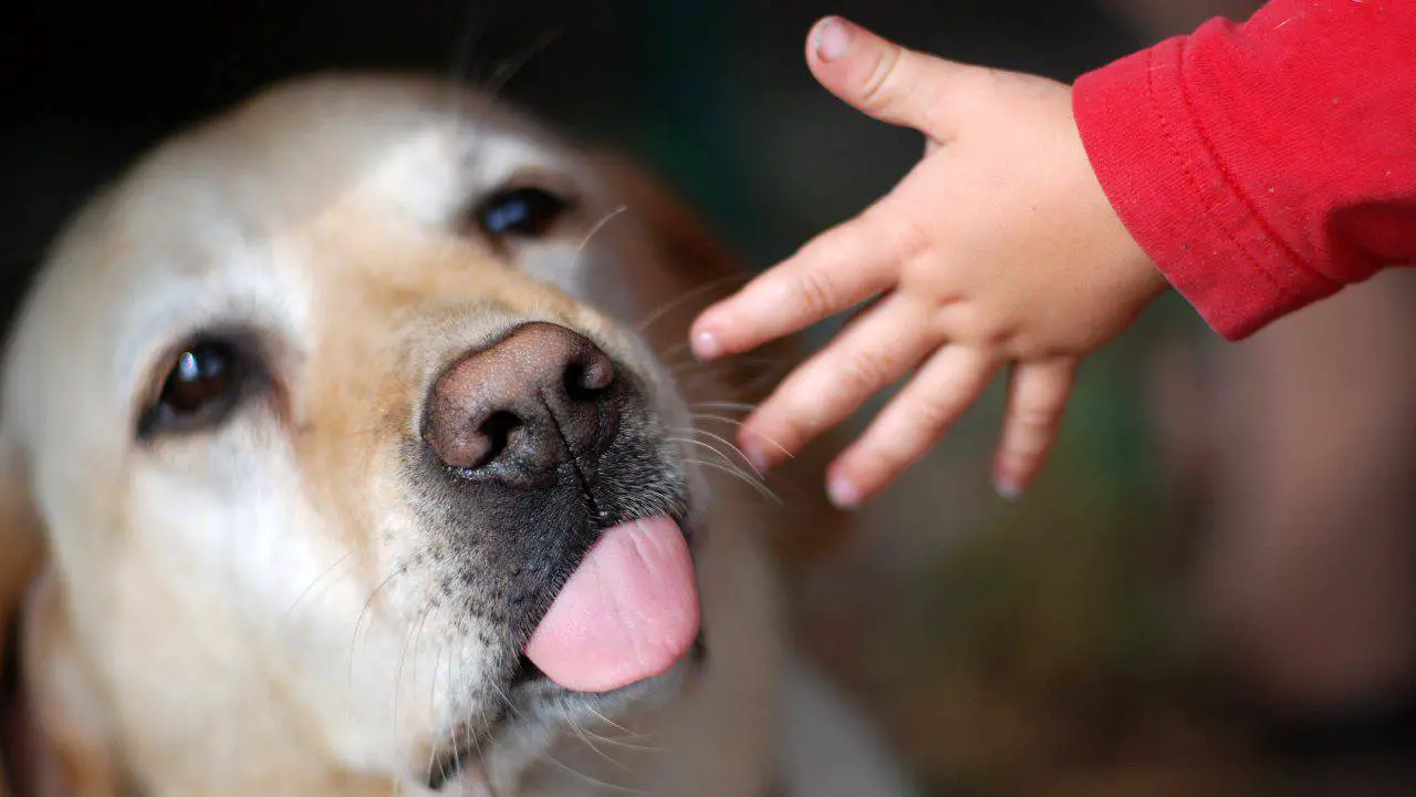 ¿Qué Debo Hacer Si Un Perro Muerde A Mi Niño? - Cuidado Infantil