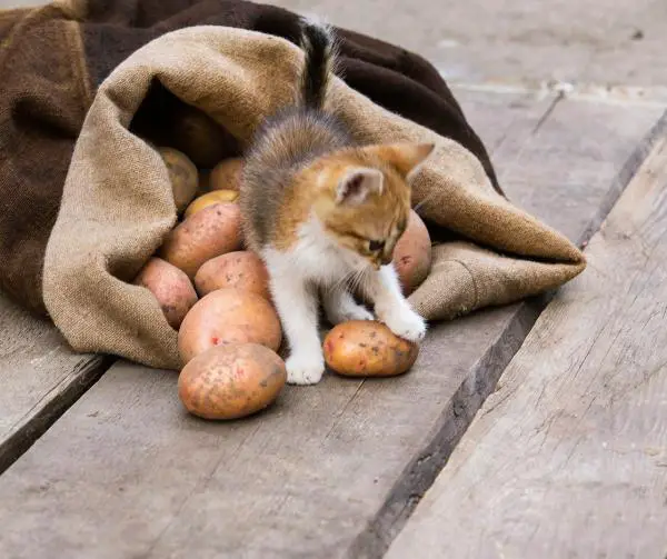 ¿Pueden los gatos comer patatas?