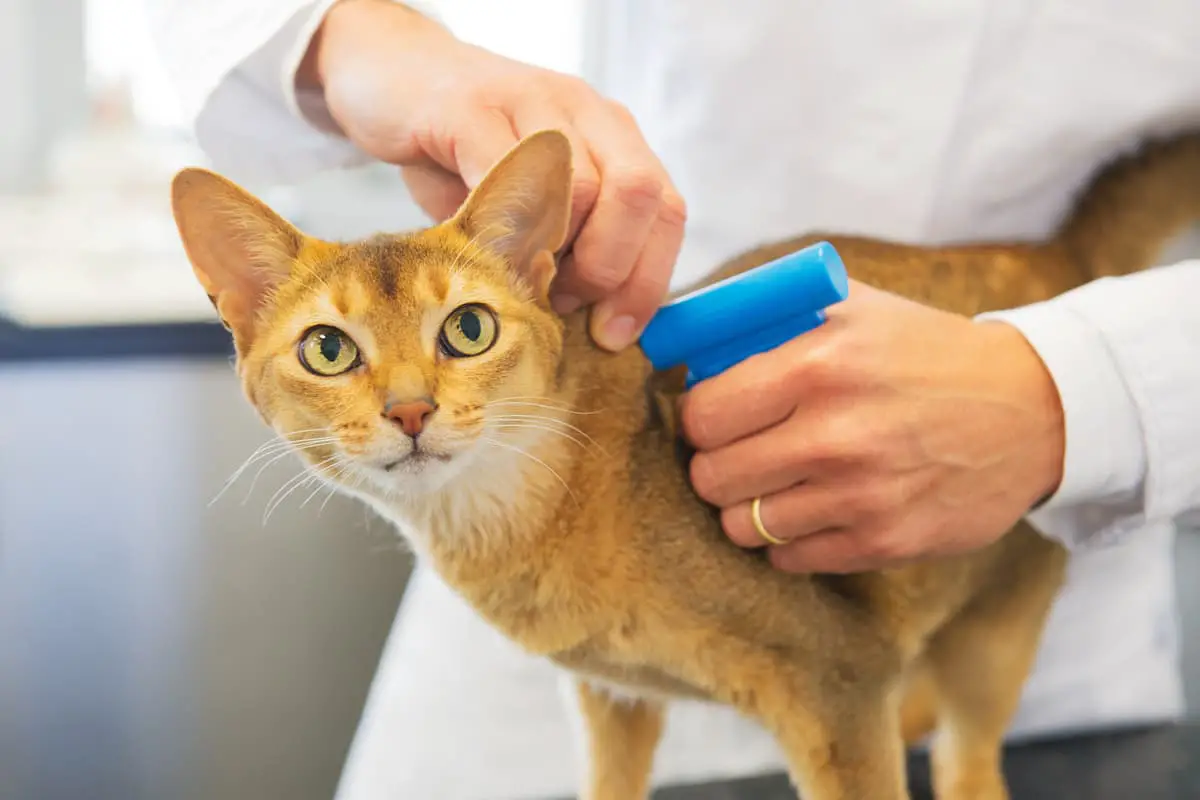 ¿Es obligatorio poner microchip al gato? (Fotografía de archivo de Adobe)