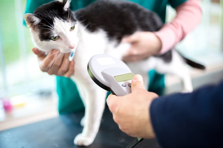 Lector de microchip Cat (Foto Adobe Stock)