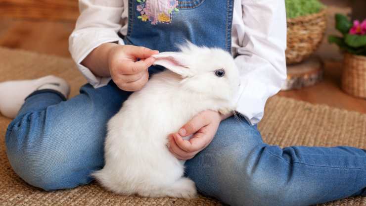 Cómo enseñar al conejo a venir cuando lo llamen