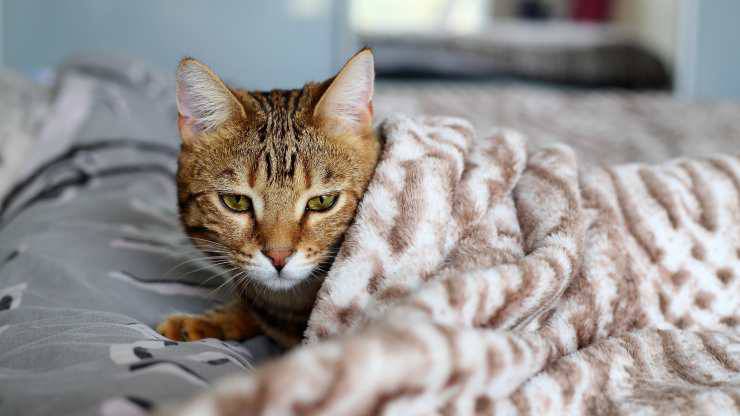 Síndrome nefrótico en gatos
