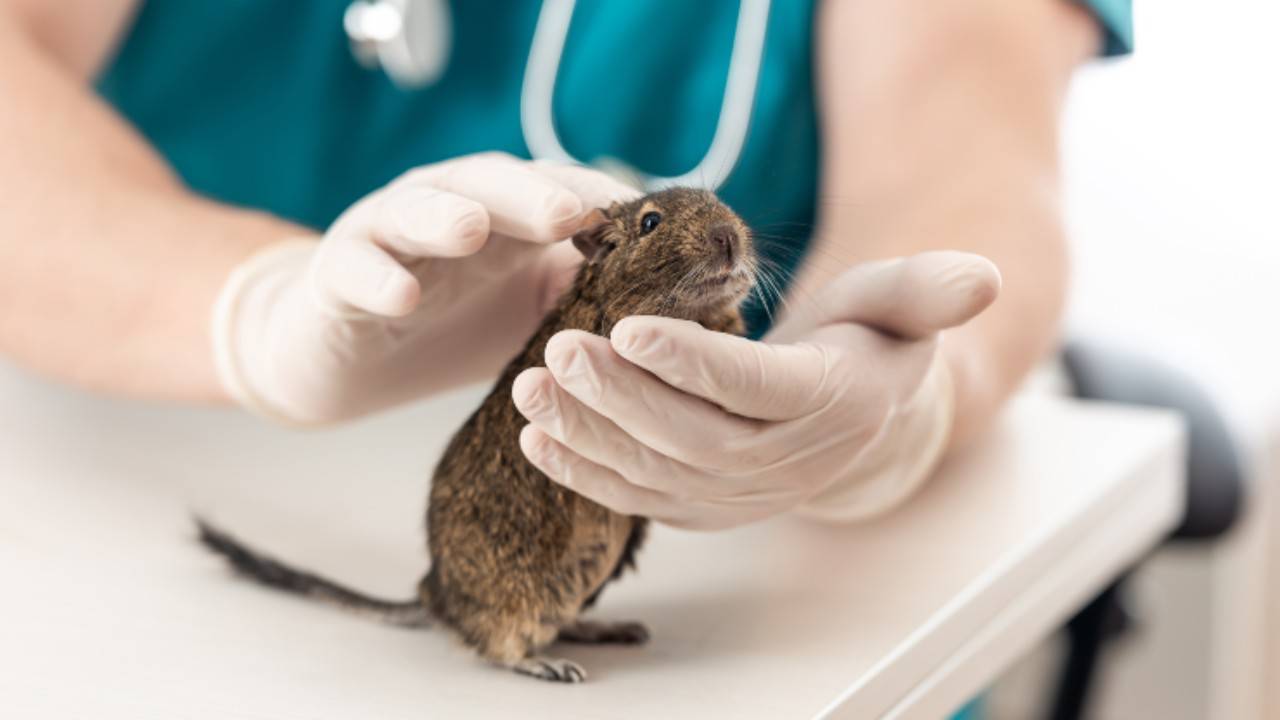 Enfermedades de roedores vinculadas a condiciones de sellado: patologías y causas