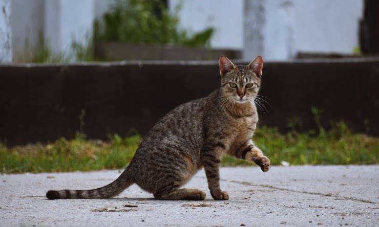 Gato callejero en la calle